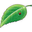 leaf